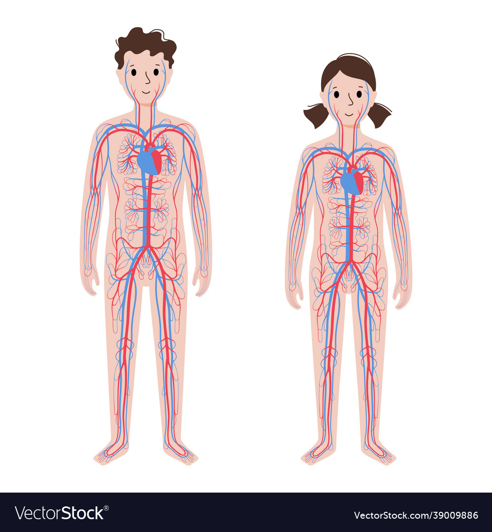 Human circulatory system Royalty Free Vector Image