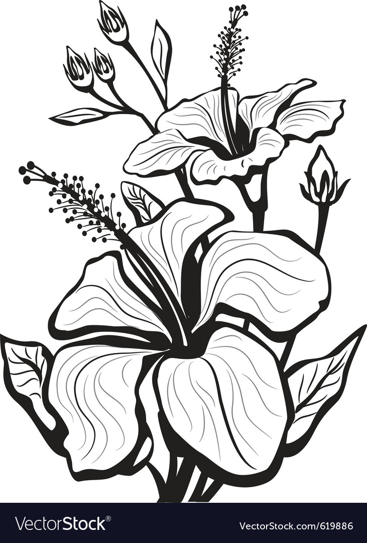 Download Sketch of hibiscus flowers Royalty Free Vector Image