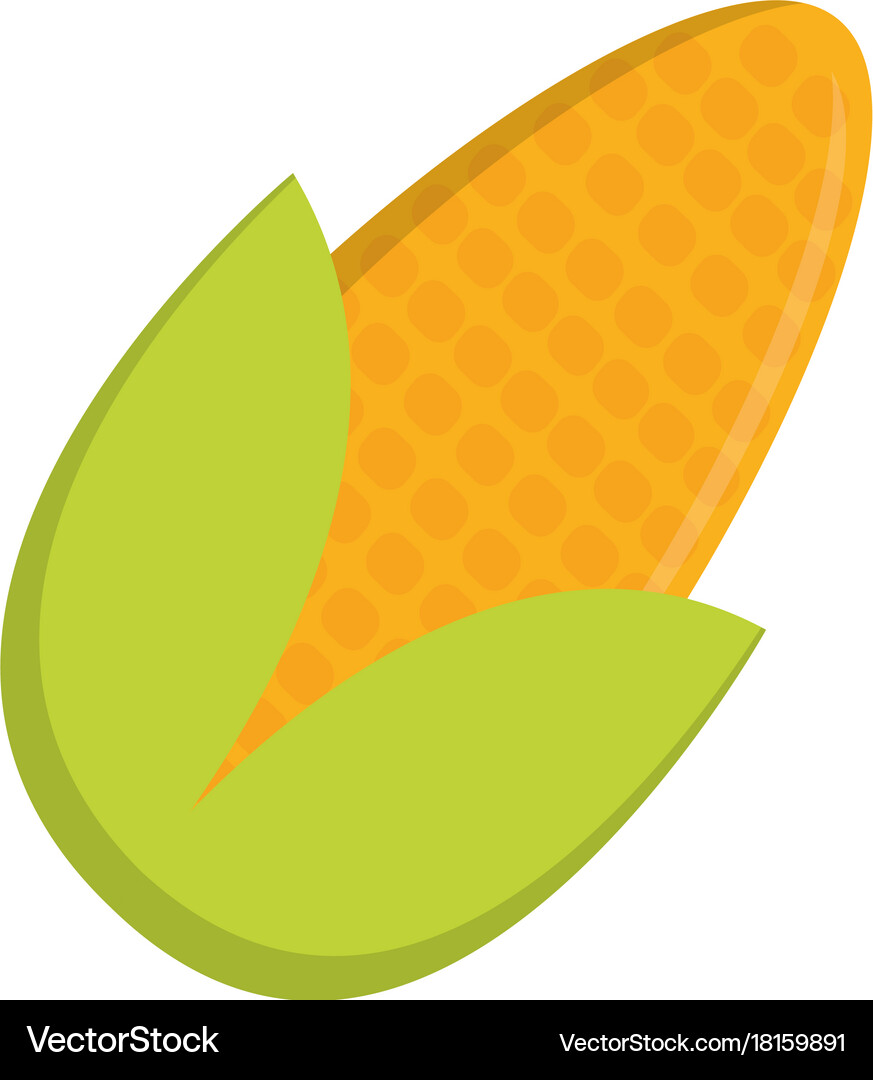 Corn vegetable icon Royalty Free Vector Image - VectorStock