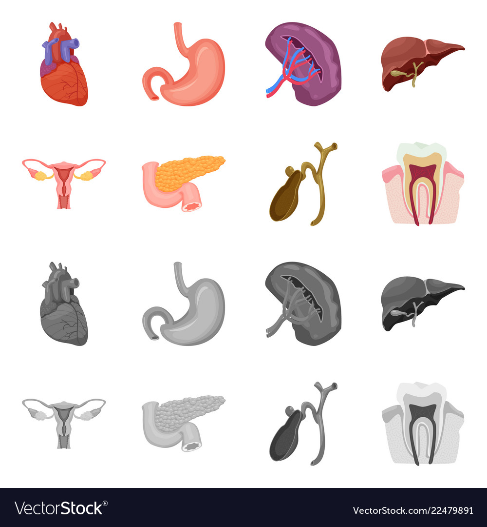 Gestaltung des Körpers und des menschlichen Symbolsatzes vector image Gestaltung des Körpers und des menschlichen Symbolsatzes