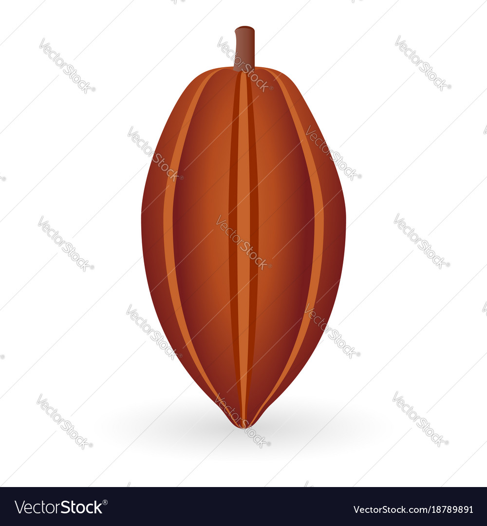 Isolated Cocoa Bean