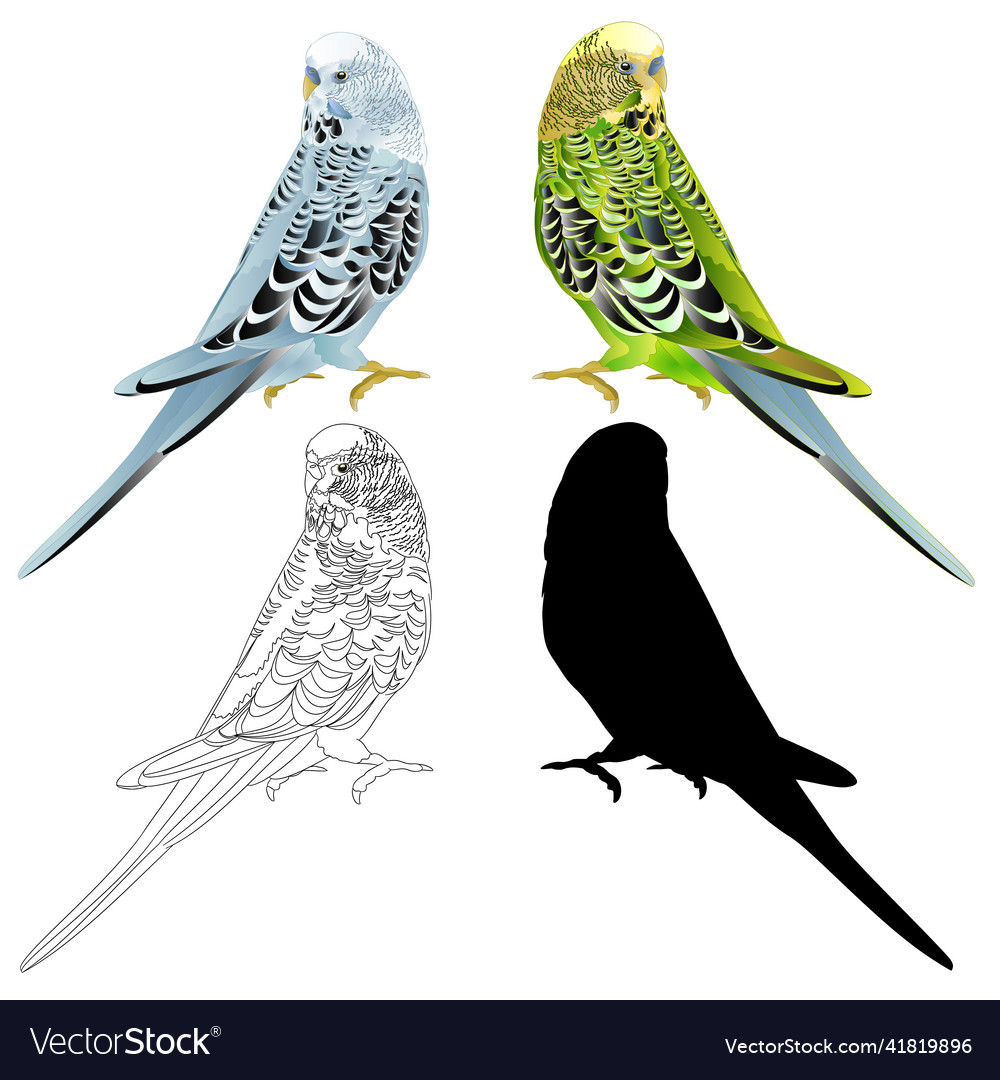 Bird budgerigar parakeet green blue pet