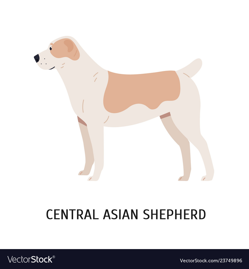 Central asian shepherd or alabai large herding