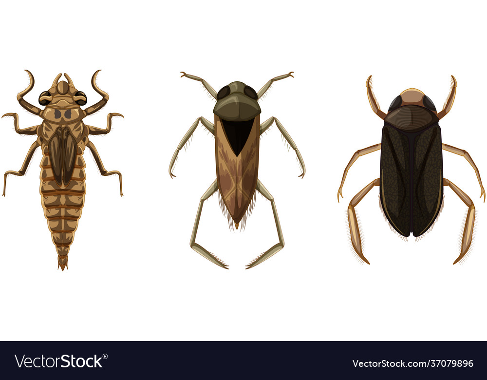 Set different types bugs and beetles Vector Image Set different types bugs and beetles