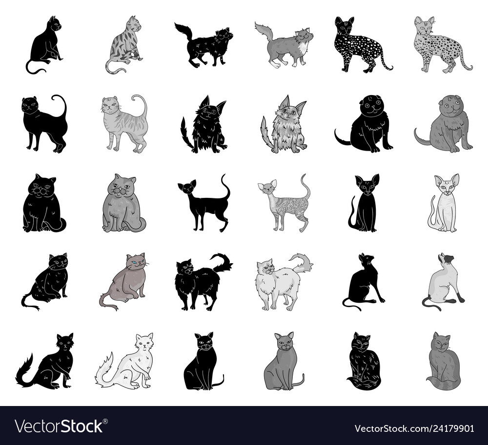 Breeds of cats blackmonochrome icons in set