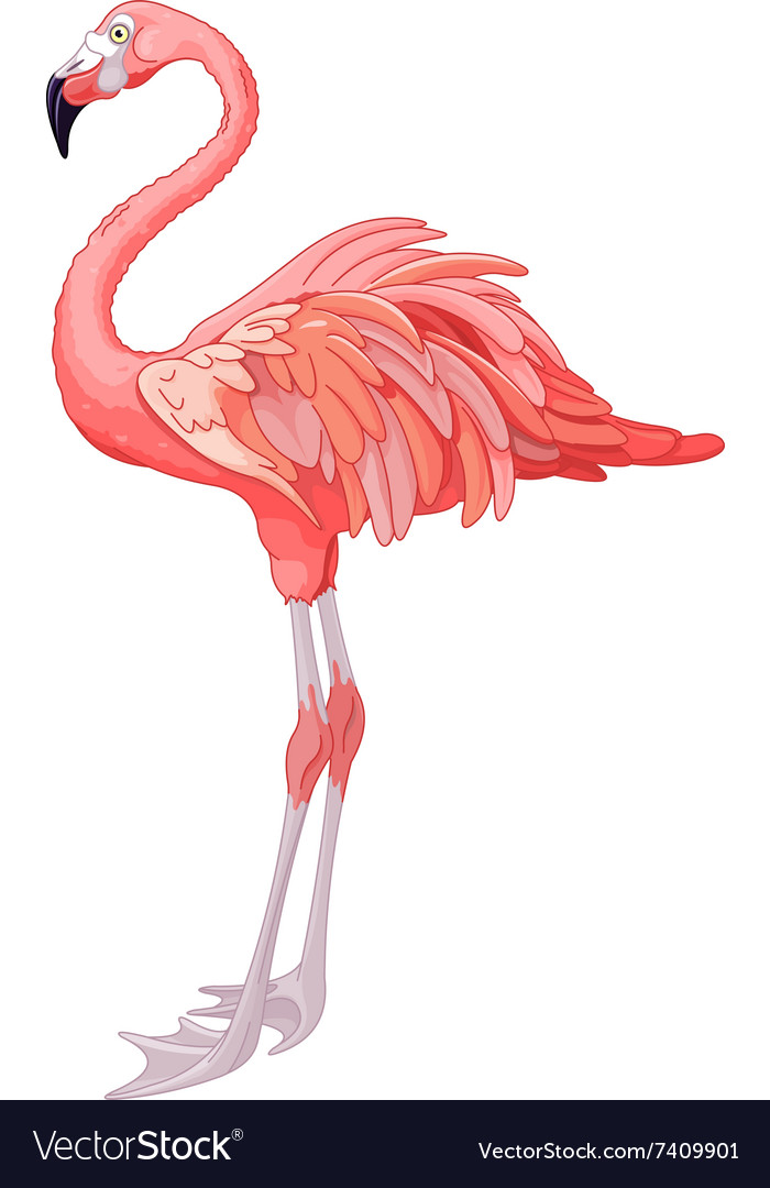 Flamingo Royalty Free Vector Image Vectorstock