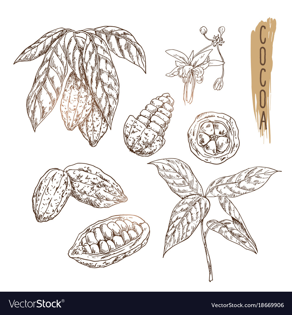 Cocoa Pod Sketch with Seeds