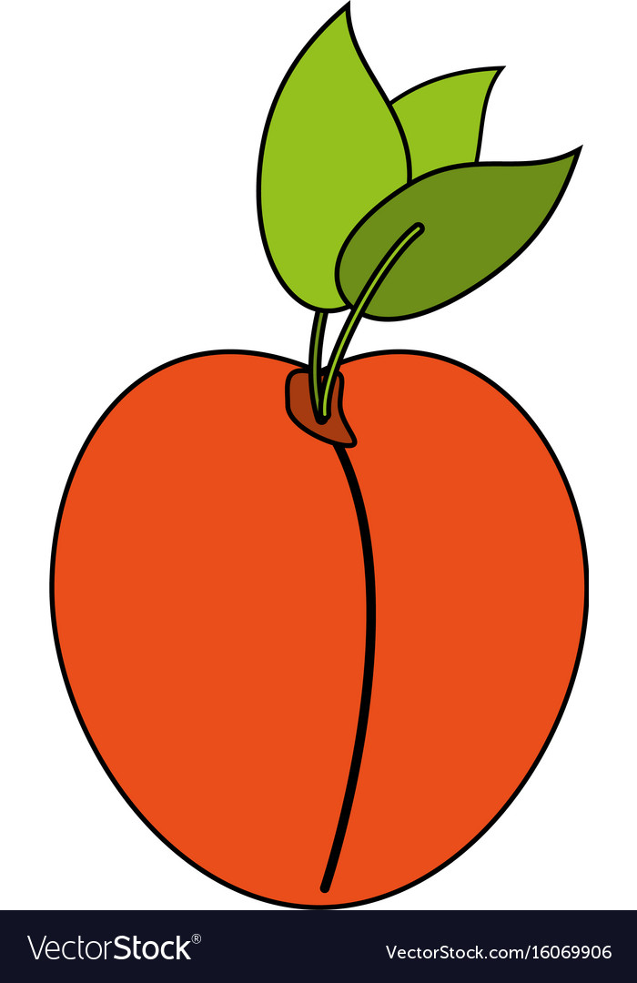 Juicy fresh fruit cartoon