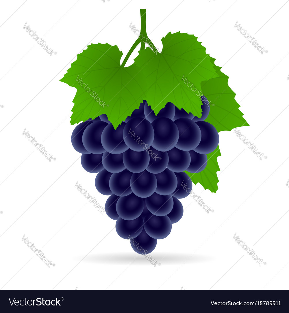 Grape isolated