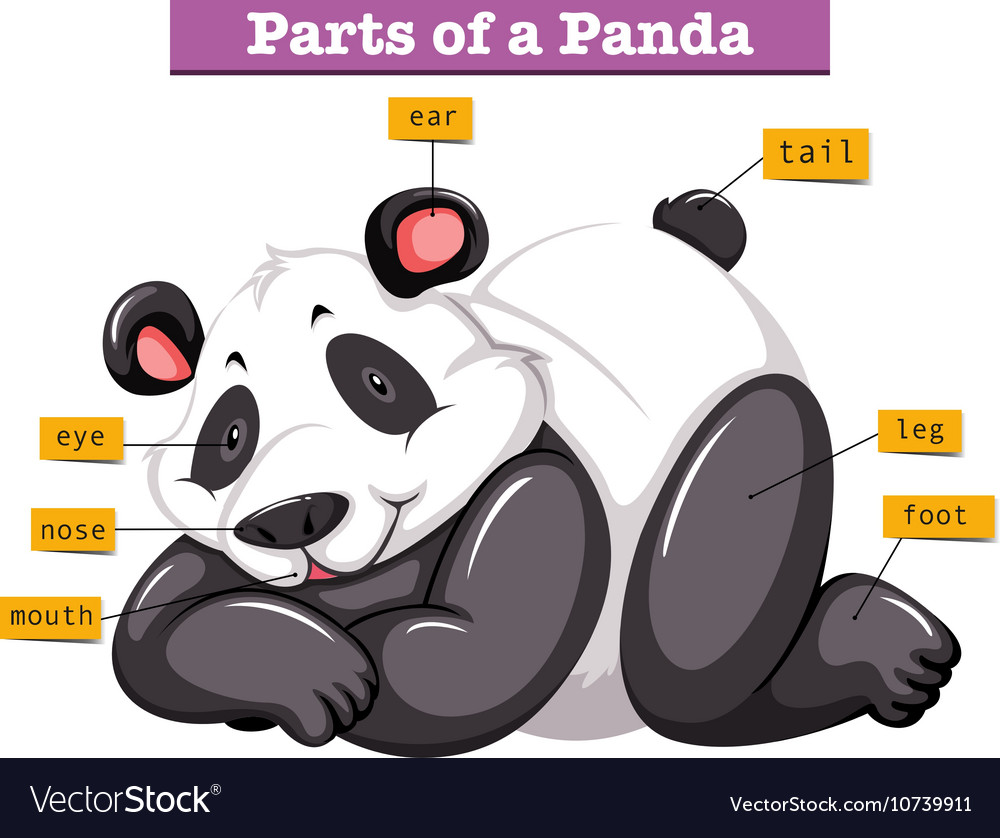 panda-and-different-parts-body-royalty-free-vector-image