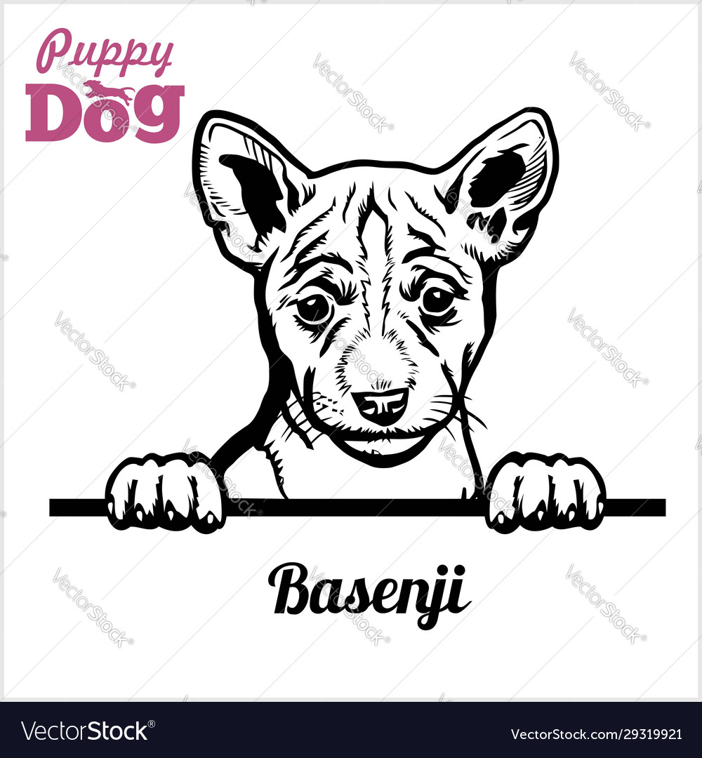 Puppy basenji - peeking dogs breed face head