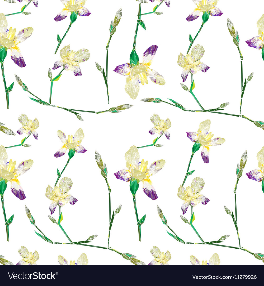 Iris pattern
