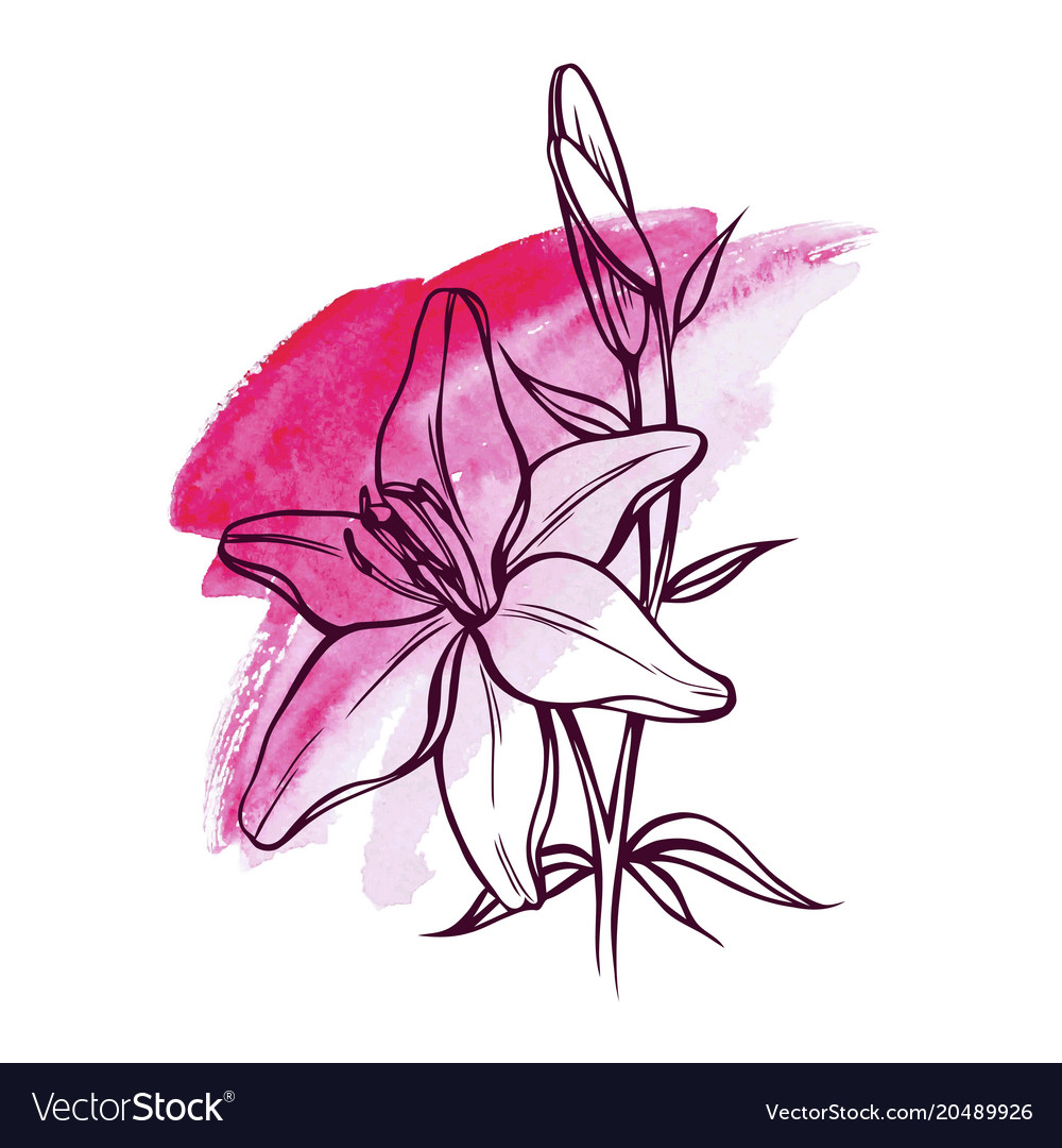Lily flowers Royalty Free Vector Image - VectorStock