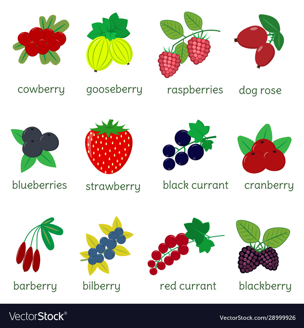 Ripe berries collection set twelve icon elements Vector Image