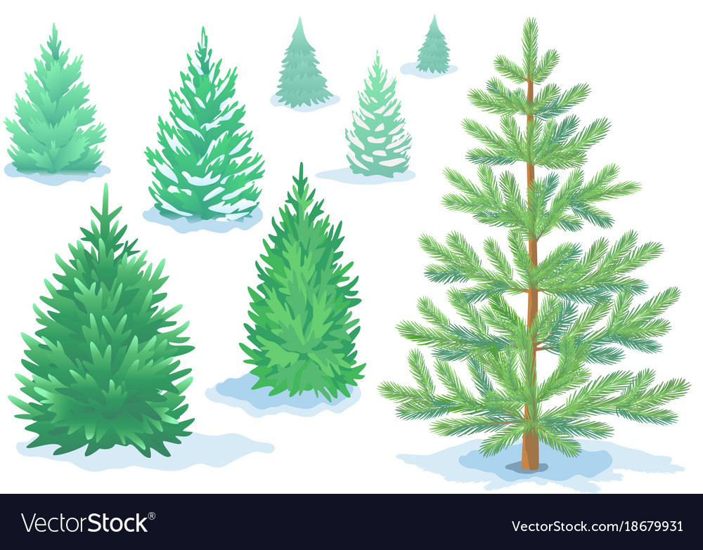 A set of pine trees fir with varying