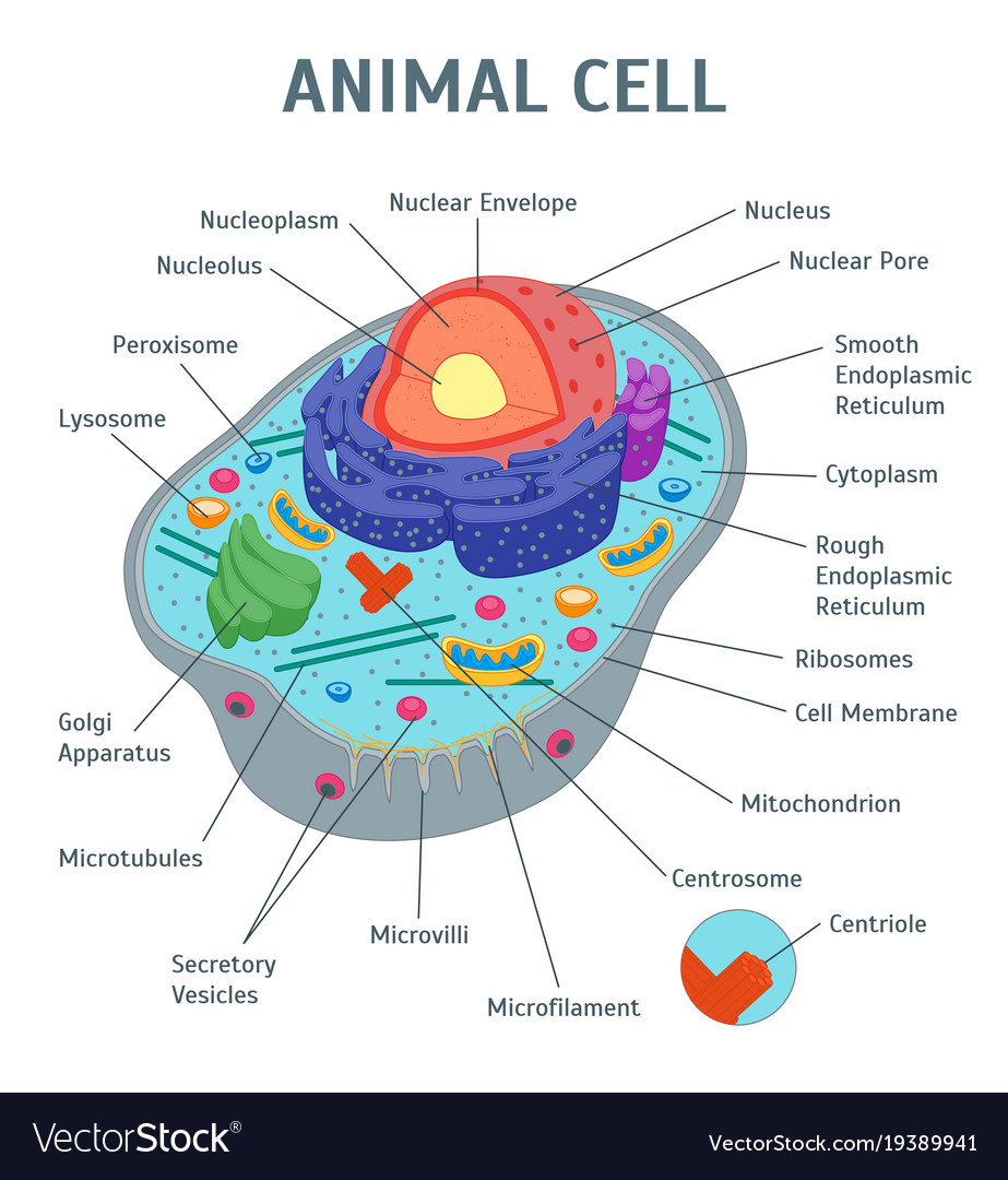 Cartoon Animal Cell Anatomy Banner Card Poster Vector Image Find & download free graphic resources for cell membrane. vectorstock