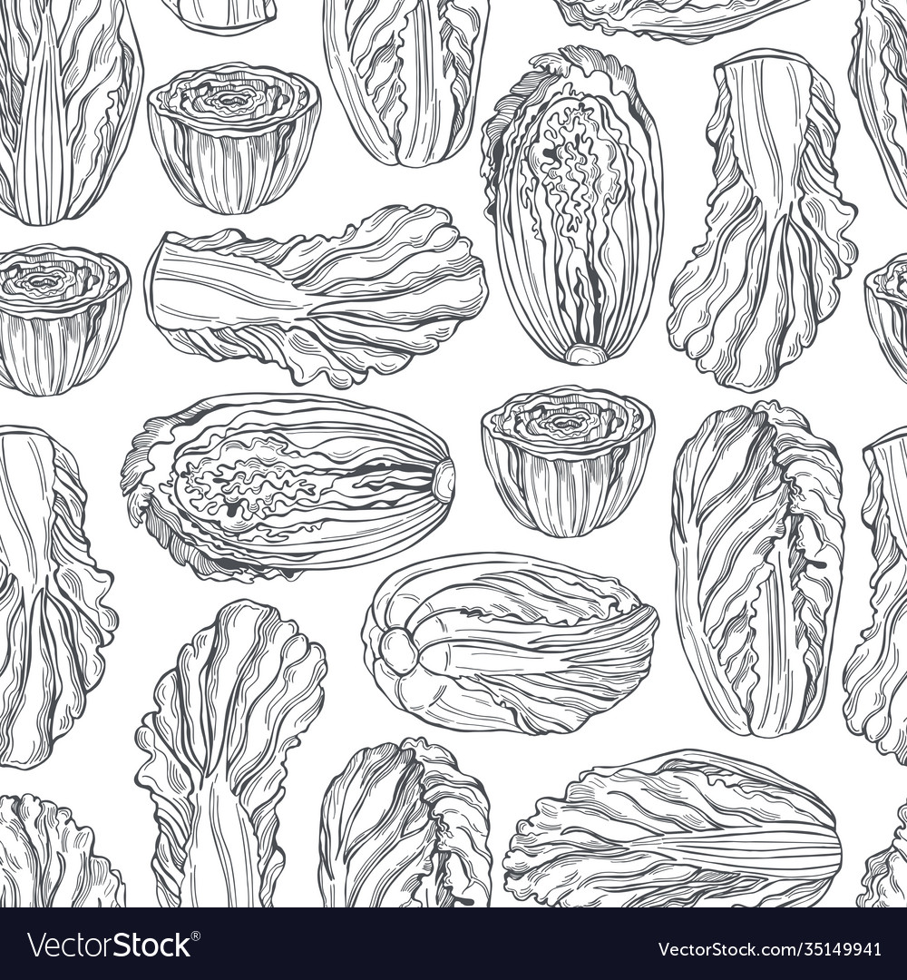 Chinese cabbage pattern Royalty Free Vector Image