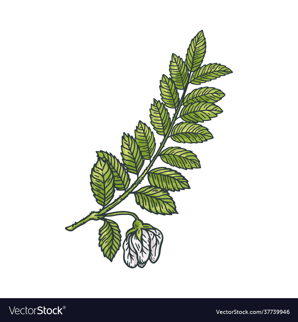 Chickpea branch with flower and leaves engraving