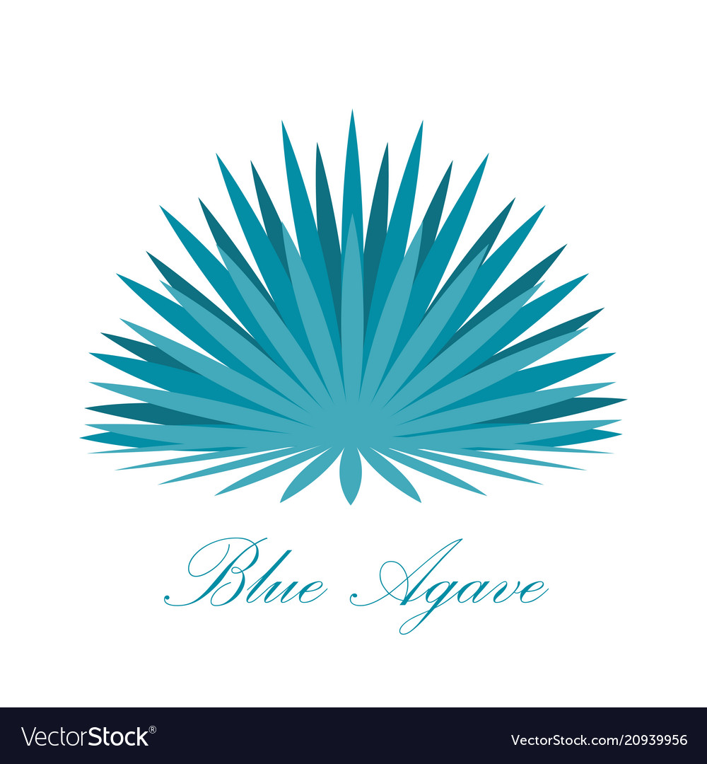 Blue agave or tequila plant Royalty Free Vector Image