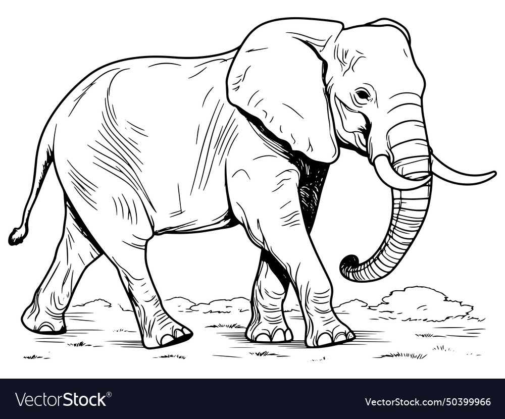 Coloring book full length elephant natural Vector Image