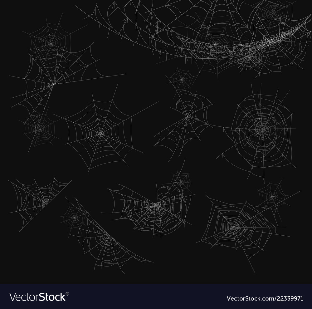 Spider web isolated on Royalty Free Vector Image