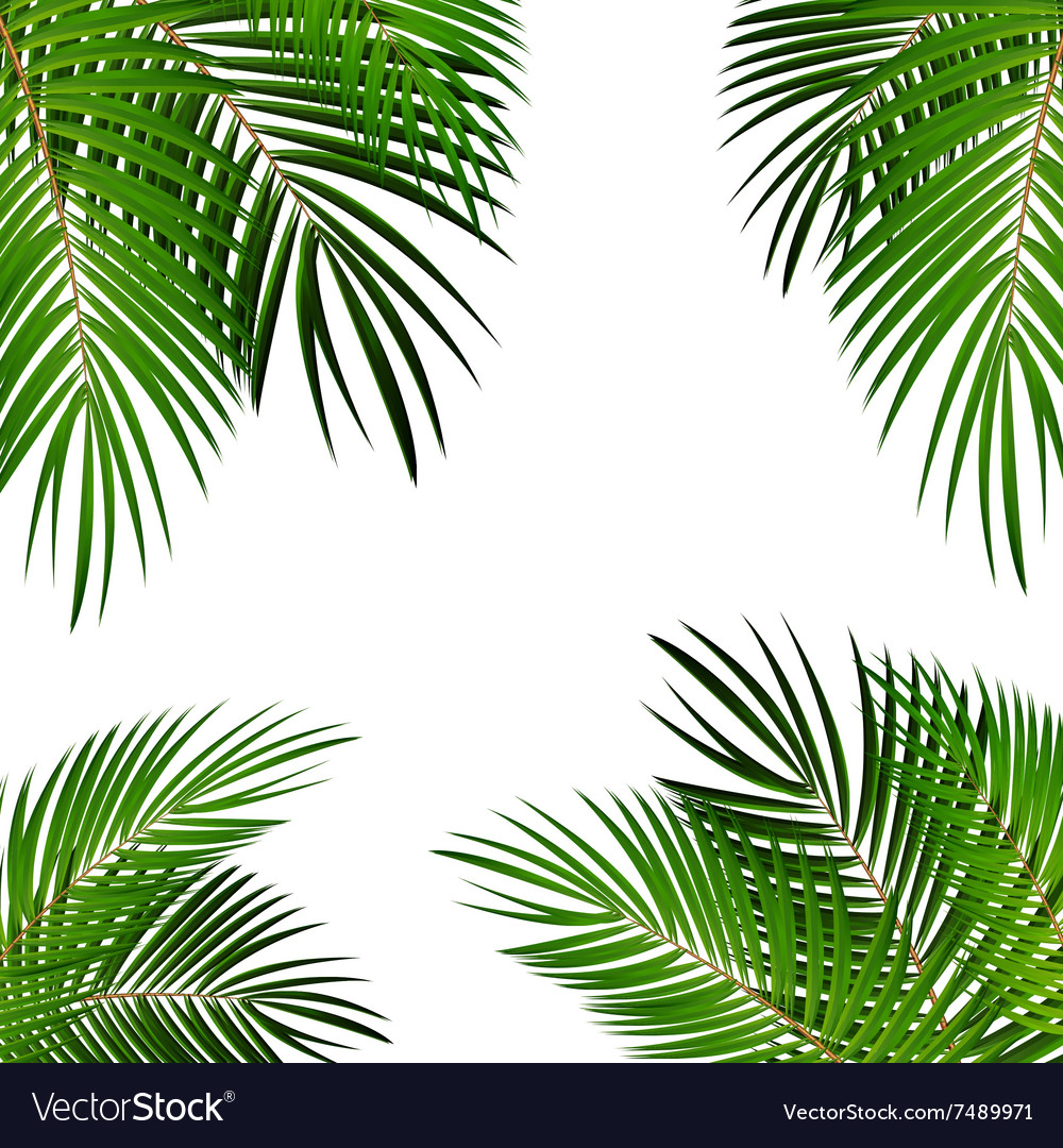 Tropical Palm Leaves Background