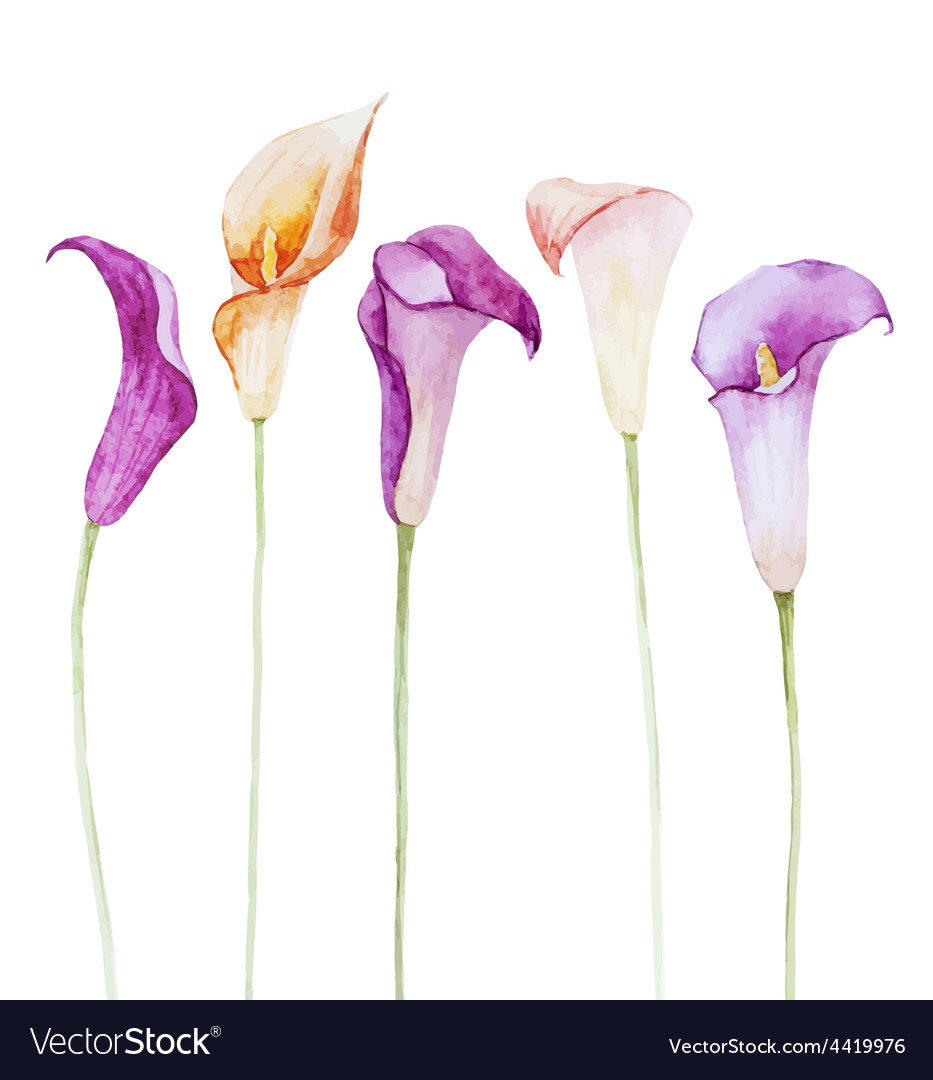 nice watercolor calla flowers royalty free vector image