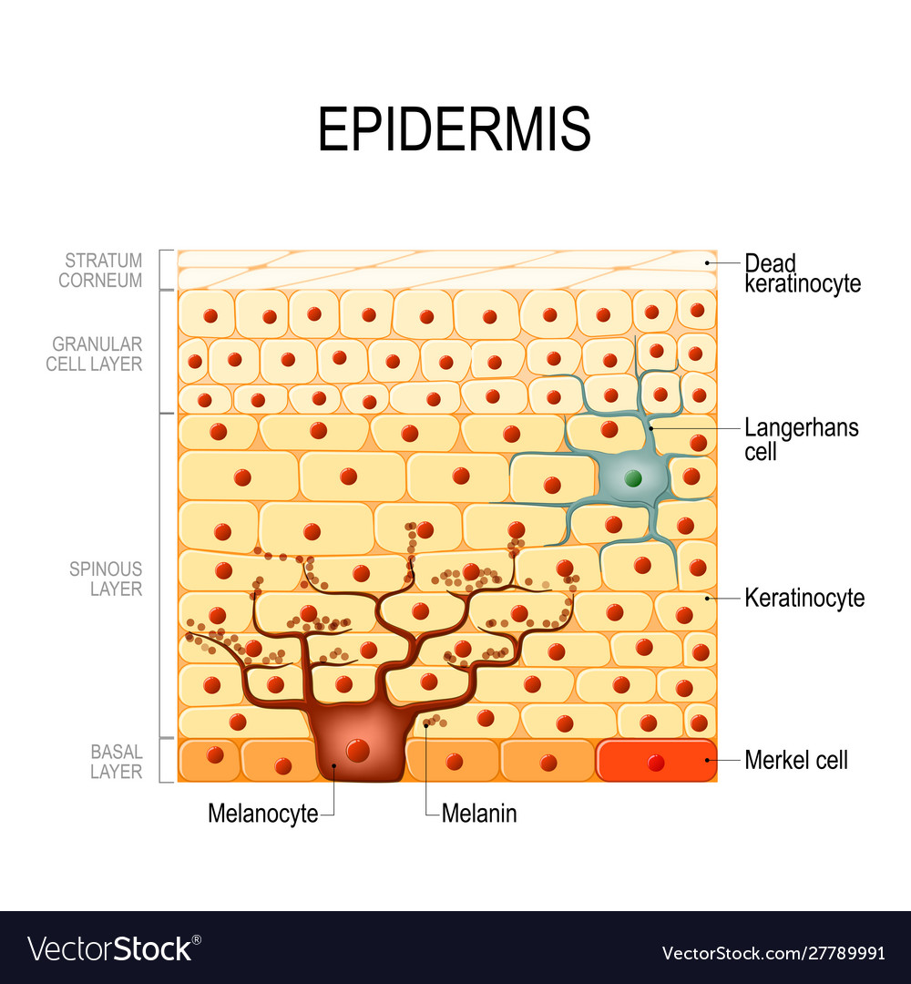 Epidermis Layers Epithelial Cells Structure Of Vector Image My Xxx