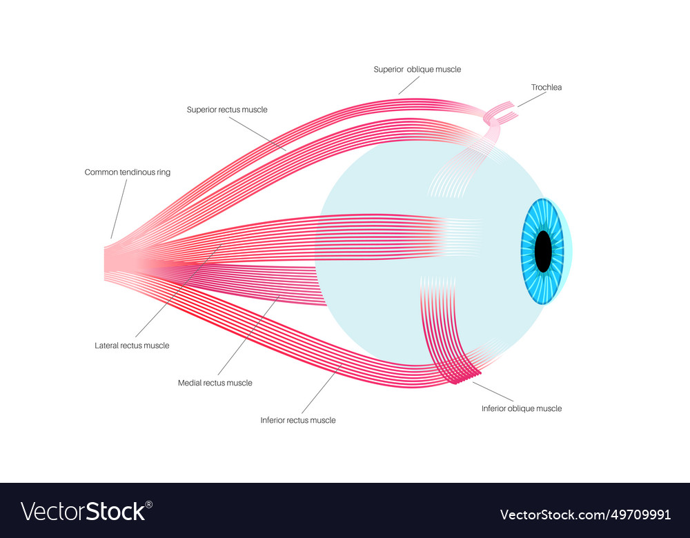 Extraocular muscles anatomy Royalty Free Vector Image