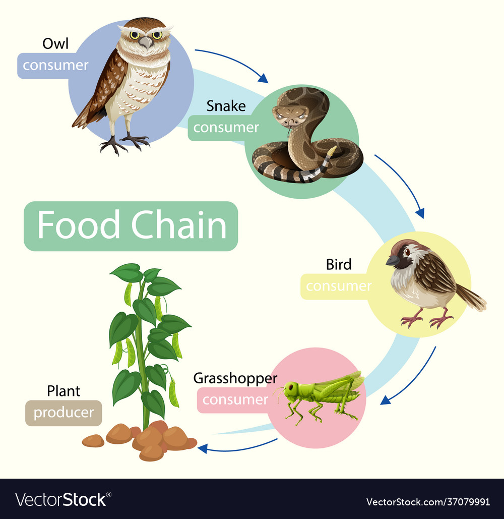 Food Supply Chain Flow Chart