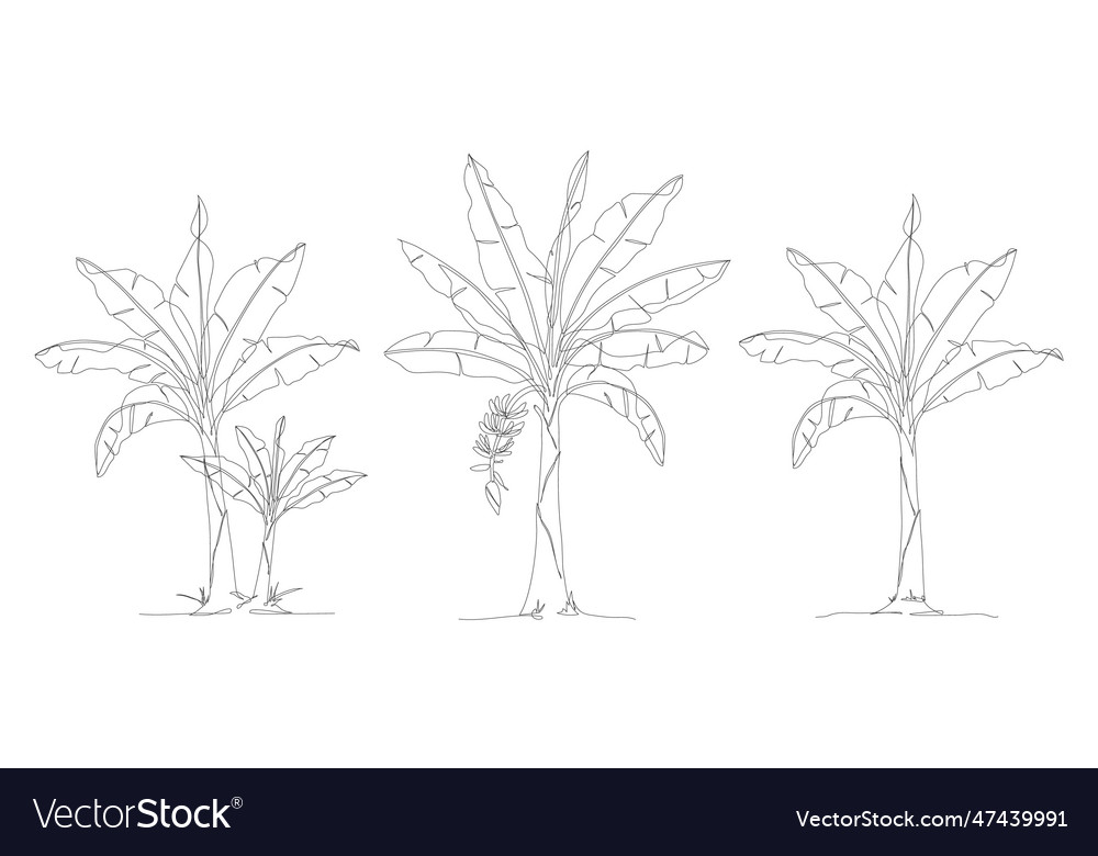 One continuous line drawing of banana tree
