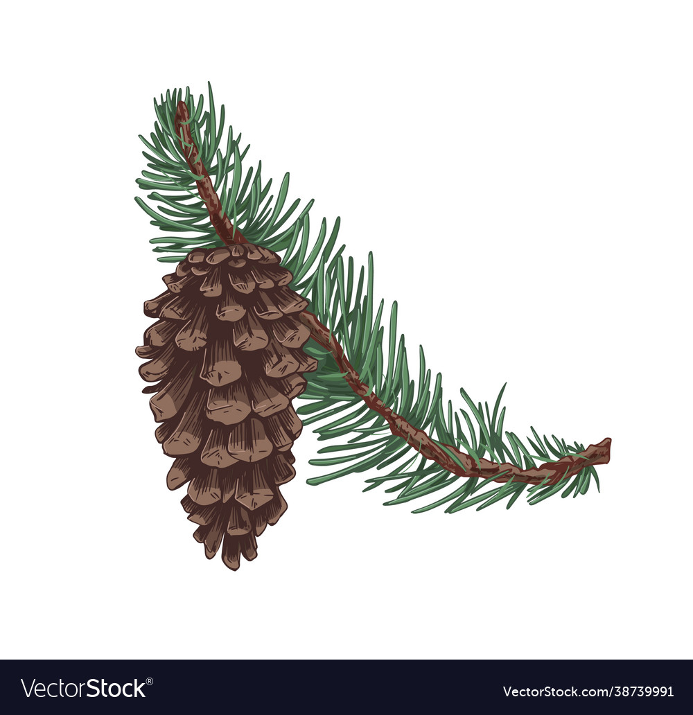 Pine Branch with Cone