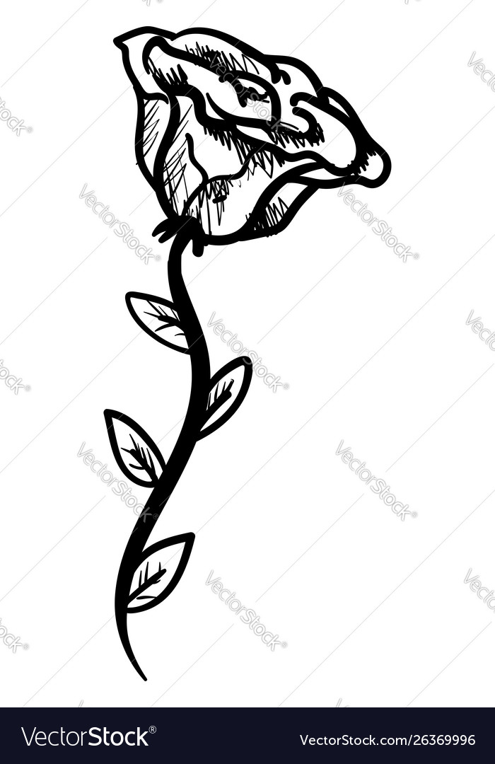 Rose drawing on white background