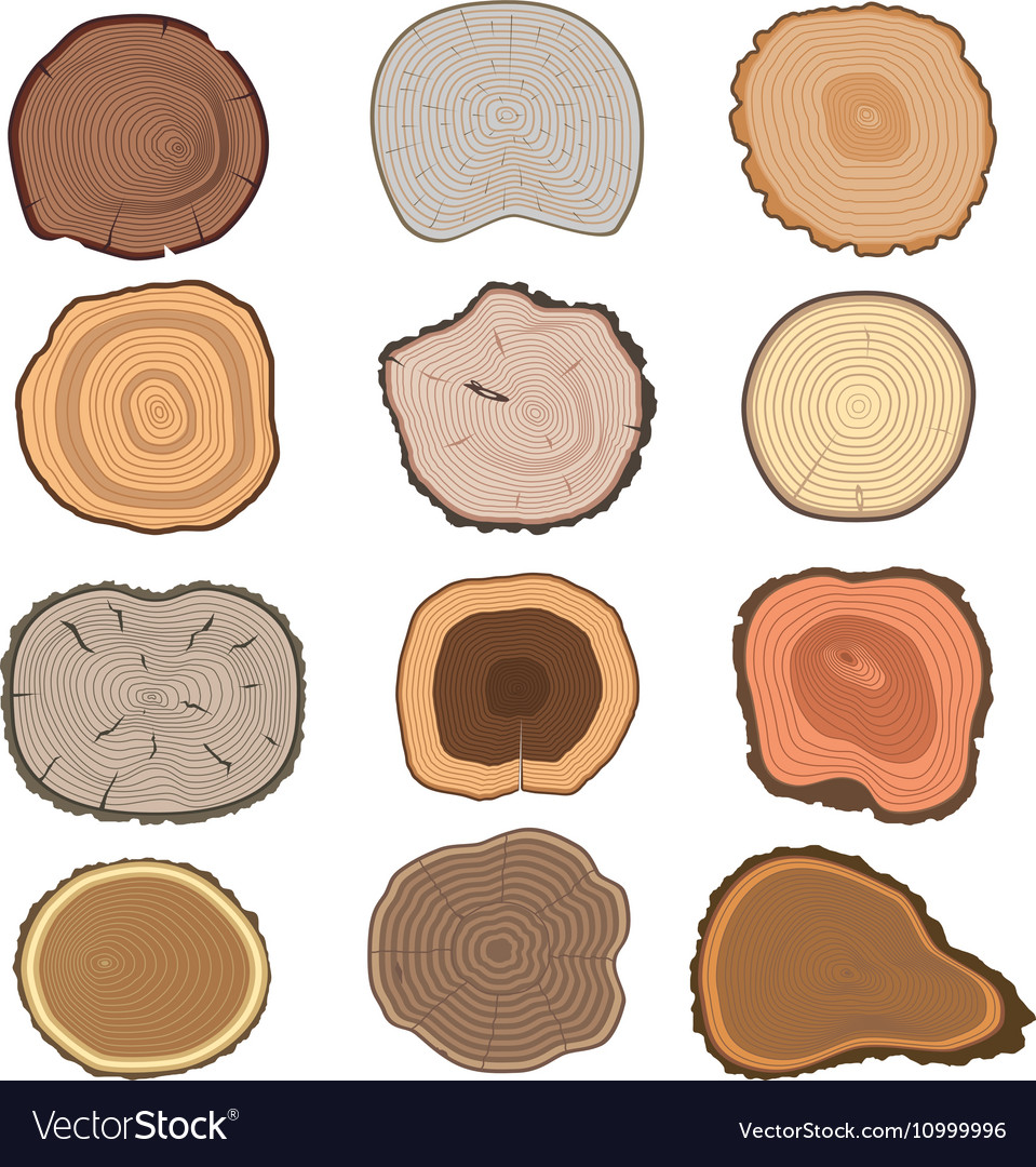 Tree slices set