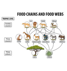 Diagram showing food web in rainforest Royalty Free Vector