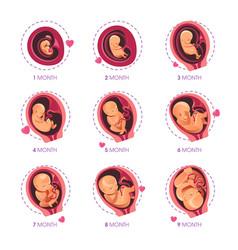 Pregnancy stage 9 month embryo in uterus Vector Image