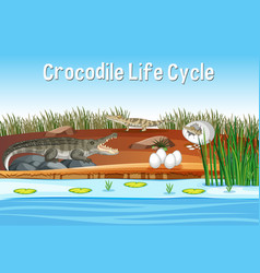 Life cycle crocodile on white background Vector Image