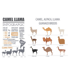 Camel llama guanaco alpaca breeds infographic Vector Image