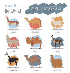 Camel llama guanaco alpaca breeds infographic Vector Image