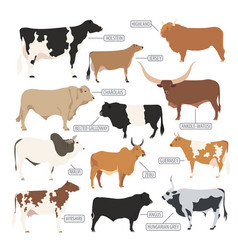 Cattle breeding cow bulls breed icon set flat Vector Image