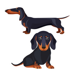 Long dachshund dog cartoon for coloring Royalty Free Vector