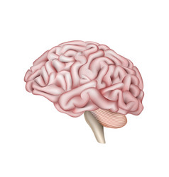 Pink human brain side view close up Royalty Free Vector