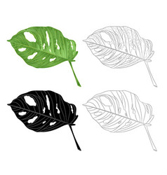 Monstera Vector Images (over 10,000)