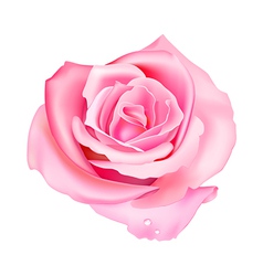 Pink Roses Vector Images (over 68,000)