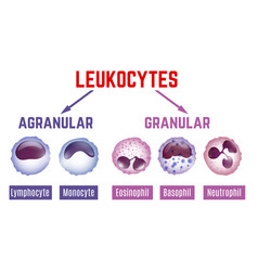 Tissue types connective muscle nervous Royalty Free Vector