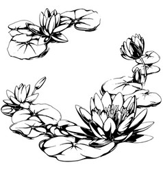 Water Lily Vector Images Over 6 500