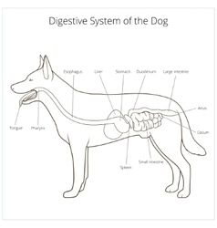 Digestive system of the dog Royalty Free Vector Image