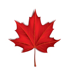 Realistic red maple leaf Royalty Free Vector Image