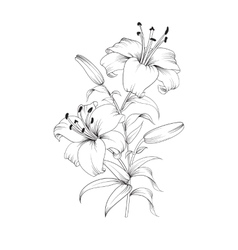 Blooming lily Royalty Free Vector Image - VectorStock