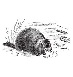 Woodchuck Vector Images (over 1,100)